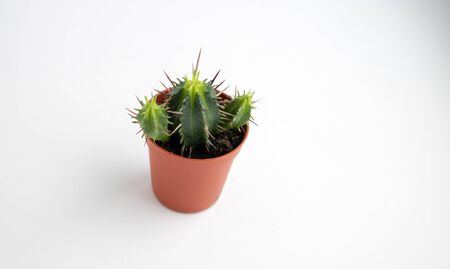 Small plant in pot succulents or cactus isolated on white background by front view.の写真素材