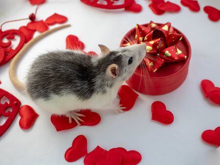 A little silver rat is sitting in a red wicker heart and red box. Composition on a white background. According to the horoscope, the rat is a symbol of 2020.の写真素材