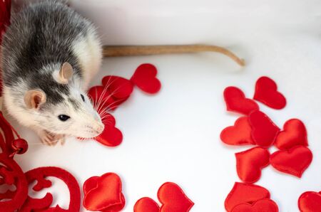 A little silver rat is sitting in a red wicker heart. Composition on a white background. According to the horoscope, the rat is a symbol of 2020. Space for textの写真素材