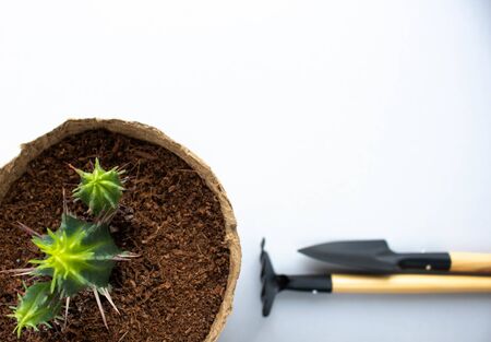 A green cactus in a brown pot and gardening tools which consist with spade, rake are put on the white backgroundの写真素材