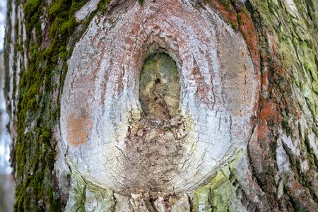 rough tree trunk surface with a big tree knot surrounded with green mosses texture background.の写真素材