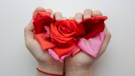 Rose petals in the hands of people. romanticの写真素材