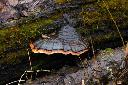 Chaga mushroom Inonotus obliquus on the trunk of a tree on a background of yellow autumn foliage....