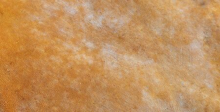 surface of the chaga mushroom. Chaga mushroom is parasitic on birch and can be used for healthy tee and other health benefitsの写真素材