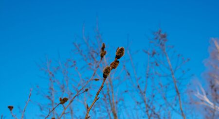 Branches with young willow inflorescences in spring morning on a background of blue sky close-upの写真素材