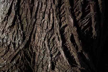 natural texture-fluted bark on an old Linden tree trunk close-up.