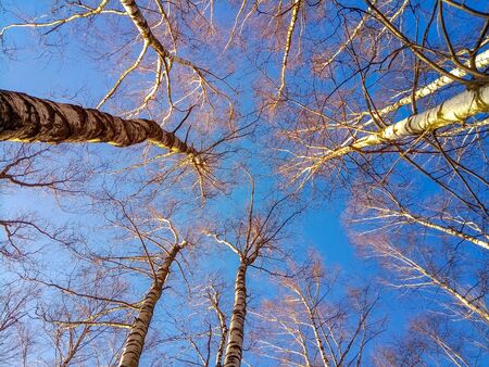 Tops of birch trees without leaves in spring against the blue sky