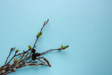 Branch of grey alder with dried cones isolated on blue background.の写真素材
