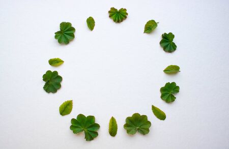 Green leaves are arranged in a circle on a white background.Round frame made from green leaves.Copy of the space.の写真素材