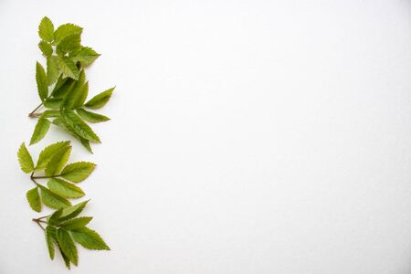 Set of green leaves isolated on a white background.の写真素材