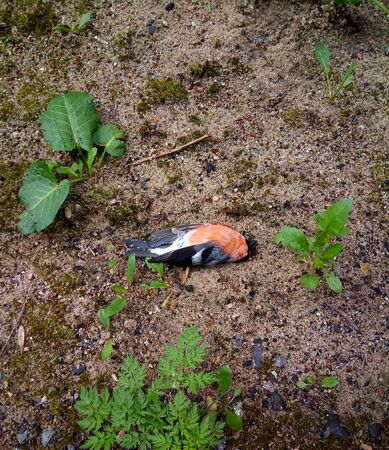 The bullfinch is lying on the ground. wounded bird.の写真素材