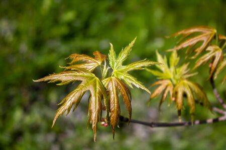 Close-up of young bright green maple leaves on a blurry green background. Sunny spring day. Space...
