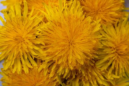 Yellow spring flowers of dandelions.Background from yellow blossoms of the dandelion