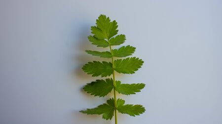 Twig with green leaves on a white background.