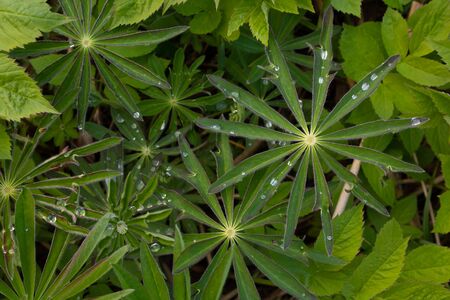Lupine leaves, dew, water after rain in the leaves. Macro photo of lupine leavesの写真素材