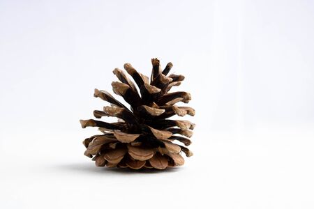 dry open pine cone isolated on a white backgroundの写真素材