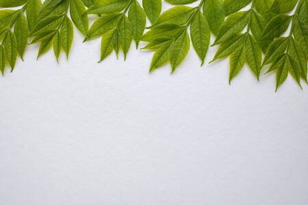 Frame out of green leaves on a white background.