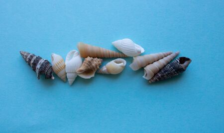 Sea shells edge of the hat on a blue background.The concept of vacation, travel.