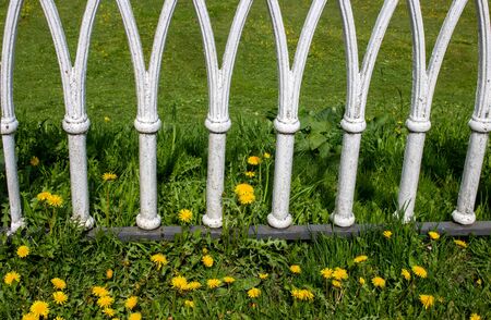 a white metal fence in the shape of small arches.green spring grass with dandelionsの写真素材