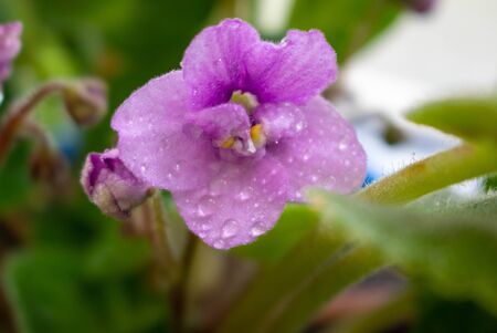 Lilac little violet with water droplets on the petals.Home flowers care.の写真素材