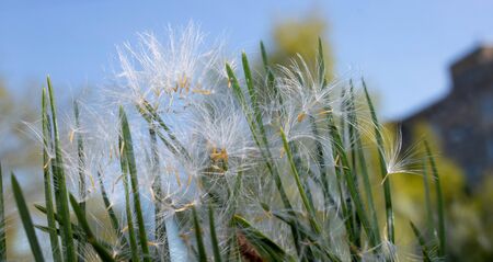 Dandelion seeds on pine needles against a blue sky. Dandelions on a beautiful blue background