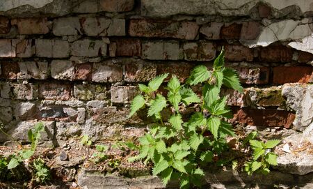 Nettle green plant, against the background of an abstract light brick wallの写真素材