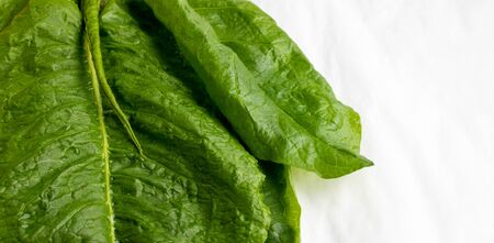 Green lettuce leaves with water drops isolated on a white background. The concept of healthy foodの写真素材