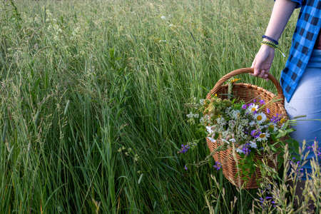 In the hands of a young girl, a basket with a bouquet of wild flowers in close-up against a background of tall green grass. space for your text.の写真素材