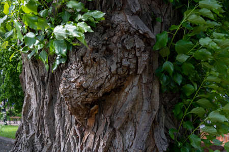 Close up of the details of a tree bark with leaves sprouting