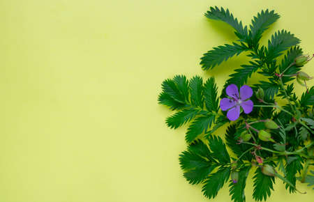 Green leaves and a blue flower on a yellow minimalistic background. Flatlay concept, copy space.space for your text.の写真素材