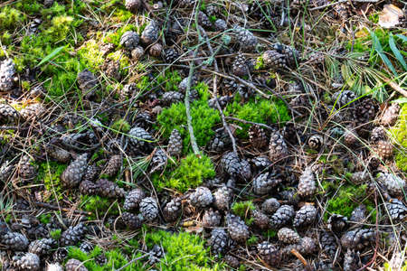 Pine cones lie on the green moss among pine needles.の写真素材