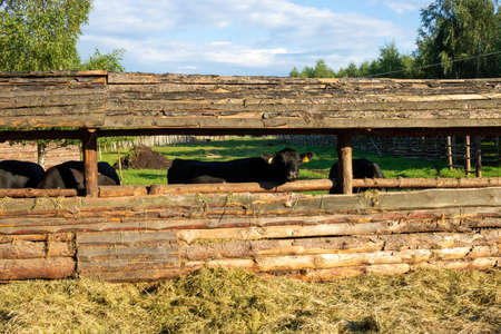 young black cow in stable behind bars with other cows in the background.の写真素材
