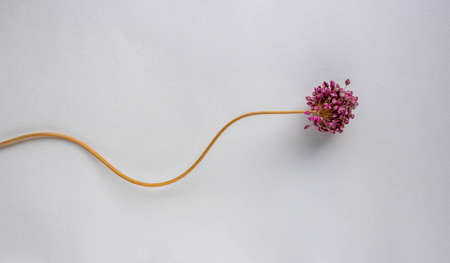 Dried flower of wild purple onion on a white background.の写真素材