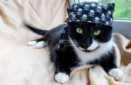 Funny black cat in a fancy dress, in a pirate bandana lies and looks at the camera.の写真素材