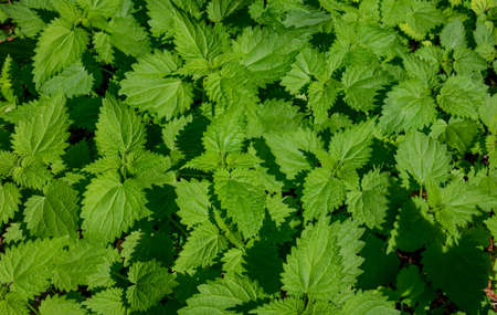 Fresh nettle leaves. Thickets of nettles. Medicinal plant. Green leaves background