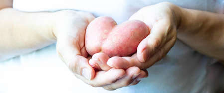 A woman in a blue t-shirt holds heart-shaped potatoes in her hands.の写真素材