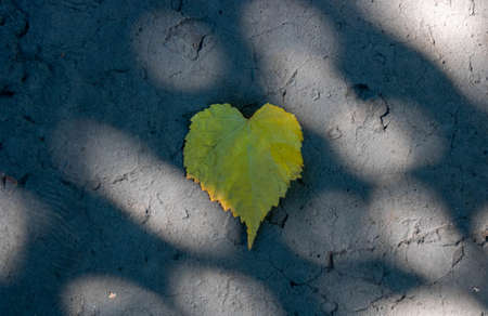 Yellow leaf heart lies on the asphalt in the sunlight.の写真素材