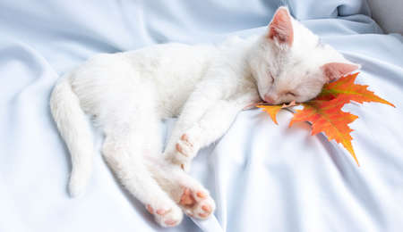 A small white kitten sleeps on a blue soft cloth with an orange leaf under its head. Autumn concept.の写真素材