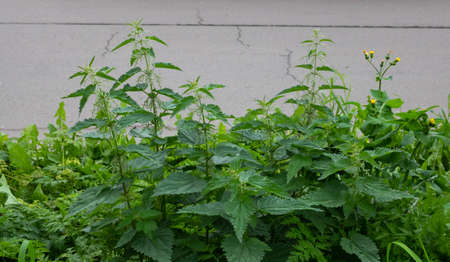 Fresh nettle leaves. Thickets of nettles. Medicinal plant. Green leaves background.
