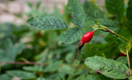 The wild rose Bush. Fresh ripe red rosehip on a green branch with leaves.