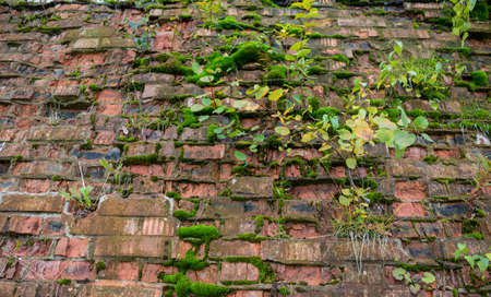 The old ruined brick wall is overgrown with moss and trees.