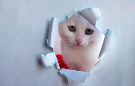 White beautiful cute cat looks out of a hole in the blue paper. The conceptual form for registration of a veterinary medicine, copy space.の写真素材