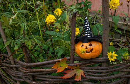 A cheerful pumpkin in a witch's hat is sitting on a fence among yellow flowers. The concept of Halloween.の写真素材