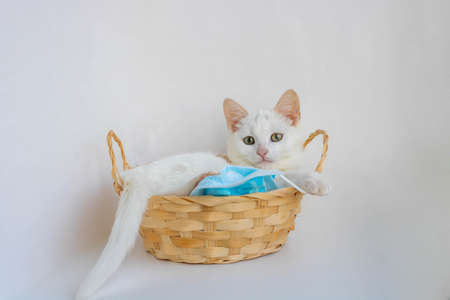 A white cat lies in a basket playing with a medical mask on a white background,looking at the camera