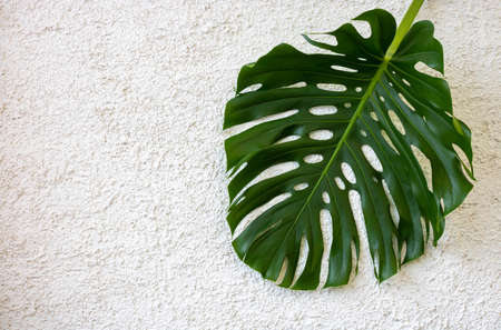 Large green monstera leaf isolated on a white background of rough plaster. Space for your text.の写真素材