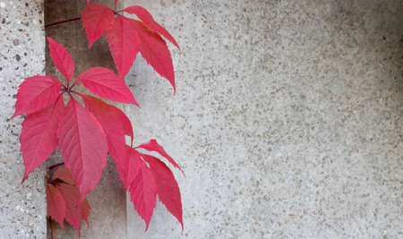 A stone wall with red ivy leaves with a copy of the space for the background or texture. Climbing plant. Background in retro style. Red plant leaves on old grunge walls.の写真素材