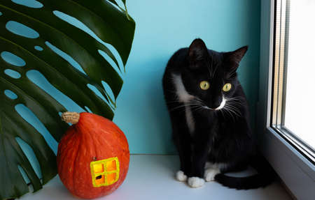 Curious black cat next to a monstera leaf and a pumpkin house with a window on a blue background....