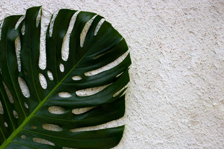 Large green monstera leaf isolated on a white background of rough plaster. Space for your text.