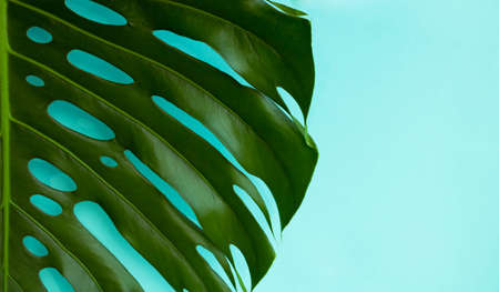 Green monstera leaf on a blue background.