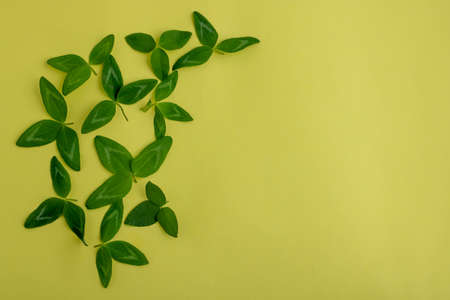 The symbol of St. Patrick's Day. Happy Shamrock clover. Green clover leaves isolated on a yellow...